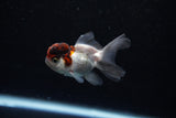 Baby Thai Oranda  Tricolor 2.5 Inch (ID#221TPTA-89) Free2Day SHIPPING