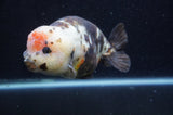 Milk Cow Ranchu  Calico 5.5 Inch (ID#415R10a-88) Free2Day SHIPPING