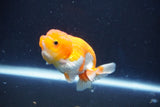 Juvenile Lionchu  Red White 3.5 Inch (ID#1018R11b-30) Free2Day SHIPPING