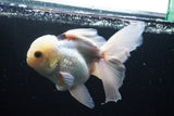 Thai Oranda  Panda 5.5 Inch (ID#920To6c-107)