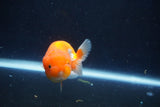 Juvenile Lionchu  Red White 3.5 Inch (ID#1018R11b-30) Free2Day SHIPPING