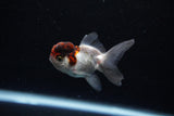 Baby Thai Oranda  Tricolor 2.5 Inch (ID#221TPTA-89) Free2Day SHIPPING