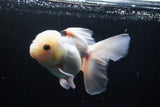 Thai Oranda  Panda 5.5 Inch (ID#920To6c-107)