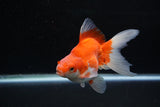 Ryukin Long Tail Red White 5 Inch (ID#1220Ry7b-1) Free2Day SHIPPING