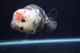 Milk Cow Ranchu  Calico 5.5 Inch (ID#415R10a-88) Free2Day SHIPPING