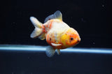 Yuan Bao Oranda  Calico 4 Inch (ID#307Yb10b-47) Free2Day SHIPPING