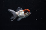 Baby Thai Oranda  Tricolor 2.5 Inch (ID#221TPTA-89) Free2Day SHIPPING