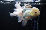 Thai Oranda  Panda 5.5 Inch (ID#920To6c-107)