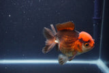 Short Body Thai Oranda  Tricolor 4 Inch (ID#1108To14b-64) Free2Day SHIPPING