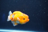 Juvenile Lionchu  Red White 3.5 Inch (ID#1018R11b-30) Free2Day SHIPPING