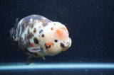 Milk Cow Ranchu  Calico 5.5 Inch (ID#415R10a-88) Free2Day SHIPPING