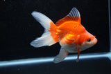 Ryukin Long Tail Red White 5 Inch (ID#1220Ry7b-1) Free2Day SHIPPING