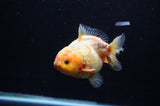 Yuan Bao Oranda  Calico 4 Inch (ID#307Yb10b-47) Free2Day SHIPPING