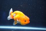 Juvenile Lionchu  Red White 3.5 Inch (ID#1018R11b-30) Free2Day SHIPPING