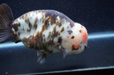 Milk Cow Ranchu  Calico 5.5 Inch (ID#415R10a-88) Free2Day SHIPPING