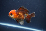 Short Body Thai Oranda  Tricolor 4 Inch (ID#1108To14b-64) Free2Day SHIPPING