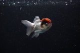 Baby Thai Oranda  Tricolor 2.5 Inch (ID#221TPTA-89) Free2Day SHIPPING