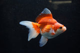 Ryukin Long Tail Red White 5 Inch (ID#1220Ry7b-1) Free2Day SHIPPING