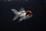 Baby Thai Oranda  Tricolor 2.5 Inch (ID#221TPTA-89) Free2Day SHIPPING