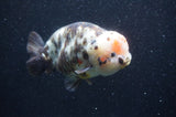 Milk Cow Ranchu  Calico 5.5 Inch (ID#415R10a-88) Free2Day SHIPPING