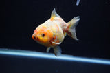 Yuan Bao Oranda  Calico 4 Inch (ID#307Yb10b-47) Free2Day SHIPPING