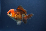 Short Body Thai Oranda  Tricolor 4 Inch (ID#1108To14b-64) Free2Day SHIPPING