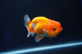 Juvenile Lionchu  Red White 3.5 Inch (ID#1018R11b-30) Free2Day SHIPPING