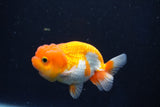 Juvenile Lionchu  Red White 3.5 Inch (ID#1018R11b-30) Free2Day SHIPPING