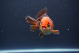 Short Body Thai Oranda  Tricolor 4 Inch (ID#1108To14b-64) Free2Day SHIPPING