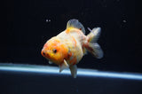 Yuan Bao Oranda  Calico 4 Inch (ID#307Yb10b-47) Free2Day SHIPPING