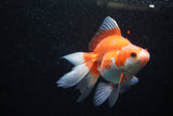 Ryukin Long Tail Red White 5 Inch (ID#1220Ry7b-1) Free2Day SHIPPING