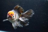 Thai Oranda  Tricolor 5.5 Inch (ID#924To6c-105)