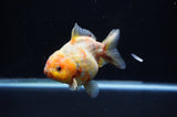 Yuan Bao Oranda  Calico 4 Inch (ID#307Yb10b-47) Free2Day SHIPPING