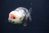 Milk Cow Ranchu  Calico 5.5 Inch (ID#415R10a-88) Free2Day SHIPPING