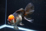 Thai Oranda  Tricolor 5.5 Inch (ID#924To6c-105)