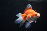 Ryukin Long Tail Red White 5 Inch (ID#1220Ry7b-1) Free2Day SHIPPING