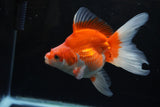 Ryukin Long Tail Red White 5 Inch (ID#1220Ry7b-1) Free2Day SHIPPING