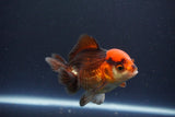 Short Body Thai Oranda  Tricolor 4 Inch (ID#1108To14b-64) Free2Day SHIPPING