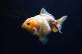 Yuan Bao Oranda  Calico 4 Inch (ID#307Yb10b-47) Free2Day SHIPPING