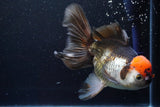 Thai Oranda  Tricolor 5.5 Inch (ID#924To6c-105)