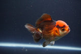 Short Body Thai Oranda  Tricolor 4 Inch (ID#1108To14b-64) Free2Day SHIPPING