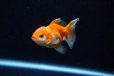 Baby Thai Oranda  Red White 2.5 Inch (ID#221TPTA-90) Free2Day SHIPPING