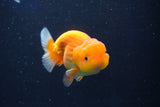 Juvenile Lionchu  Red White 3.5 Inch (ID#1018R11b-31) Free2Day SHIPPING