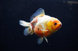 Yuan Bao Oranda  Calico 4 Inch (ID#307Yb10b-47) Free2Day SHIPPING