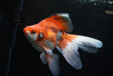 Ryukin Long Tail Red White 5.5 Inch (ID#1220Ry7b-2) Free2Day SHIPPING