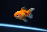 Baby Thai Oranda  Red White 2.5 Inch (ID#221TPTA-90) Free2Day SHIPPING