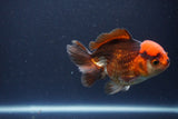 Short Body Thai Oranda  Tricolor 4 Inch (ID#1108To14b-64) Free2Day SHIPPING