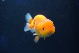 Juvenile Lionchu  Red White 3.5 Inch (ID#1018R11b-31) Free2Day SHIPPING