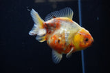 Yuan Bao Oranda  Calico 4 Inch (ID#307Yb10b-47) Free2Day SHIPPING