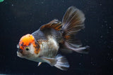 Thai Oranda  Tricolor 5.5 Inch (ID#924To6c-105)